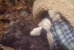 A close up on the back of Diana's head, there is a tube sock gagging her and knotted behind her head.