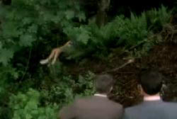 Police investigators stumbling across Tanya's body in the woods
