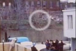 Bushes near the building where Martin Luther King was shot 