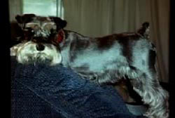 Shadow the dog on a couch in a living room