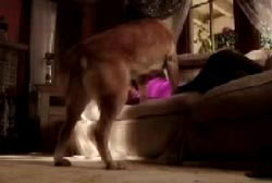 Mia sniffing her owner Nancy who lays on top of a couch in a living room