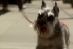 Shadow walking down the street on a leash