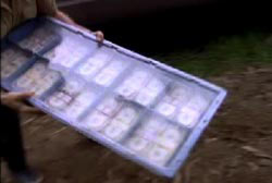 A thief holding a blue pallet of money