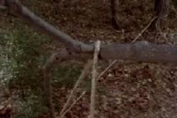 A rope tied around a tree