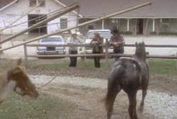 Three men lean against a fence as two pure-bred Appaloosa horses trot around
