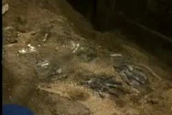 A human skeleton being excavated, the bones are still partially buried.