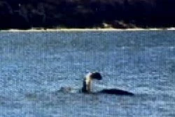 A pixelated photo of a sea creature coming out of the water.